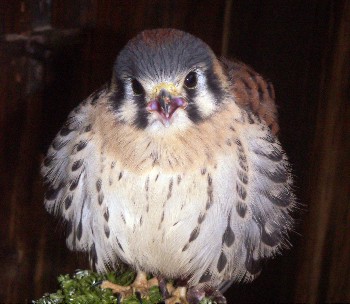 Avifauna humor
